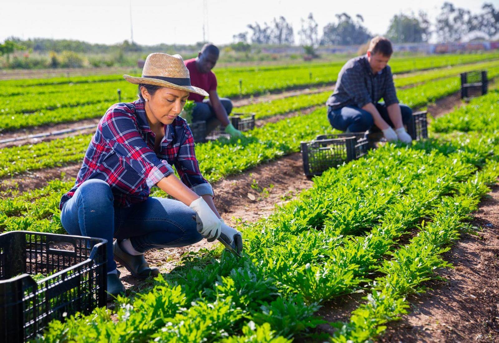 Acceso prioritario a la propiedad de la tierra, educación superior y créditos